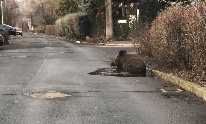 Vaddisznó dagonyázott egy debreceni kátyúban