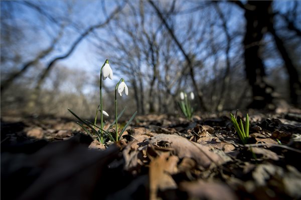 Virágzik a hóvirág a Mecsekben