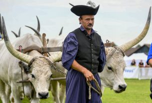 Szürkemarha, Farmer Expo