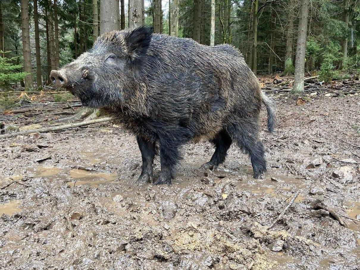 Putyin a vaddisznó