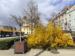 Virágos Debrecen