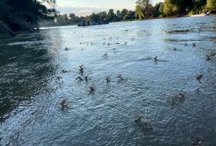 Temető a Tisza, mikor kivirágzik.