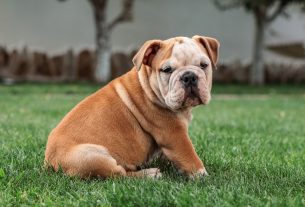 Angol bulldog kölyökkutya