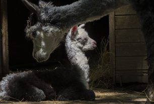 Alpaka csikó a vadasparkban