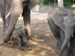 Afrikai elefánt született Nyíregyháza