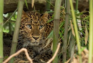 Leopárd a debreceni állatkertben