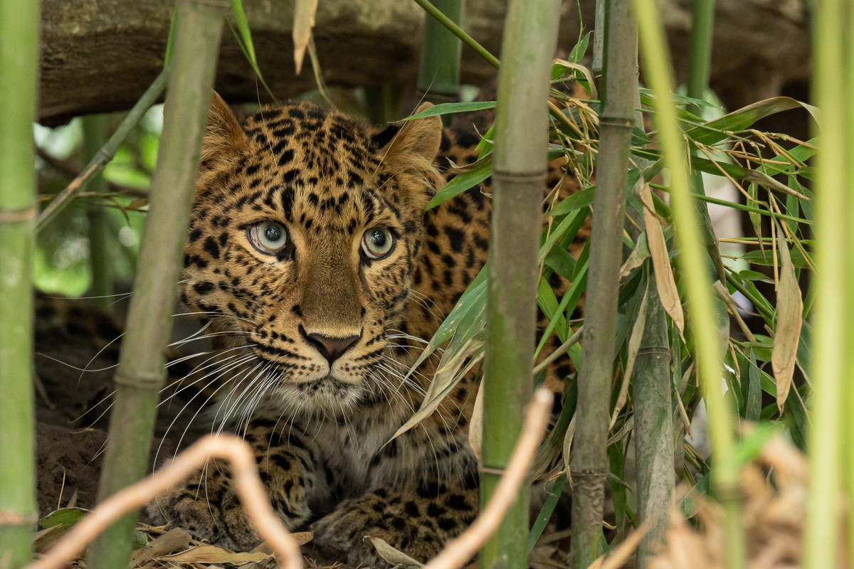 Leopárd a debreceni állatkertben