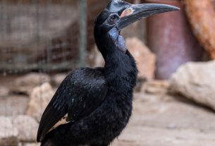 Abesszin szarvasvarjú (Bucorvus abyssinicus) a debreceni állatkertben