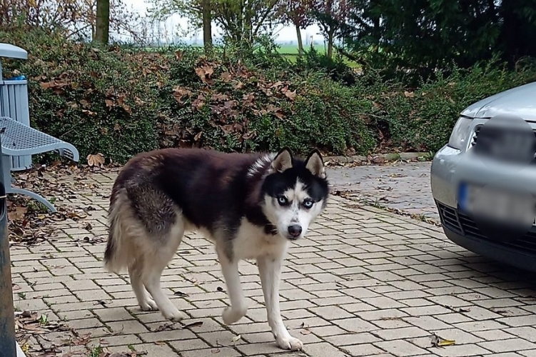 Csavargó husky Hajdúböszörmény