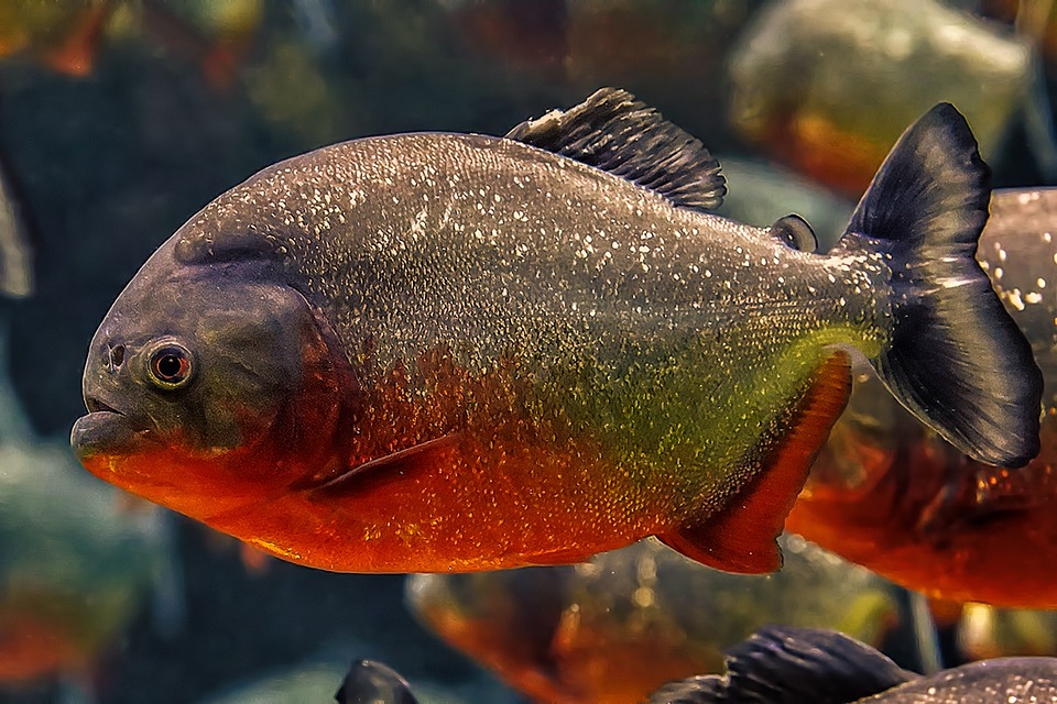 Pirája (piranha)