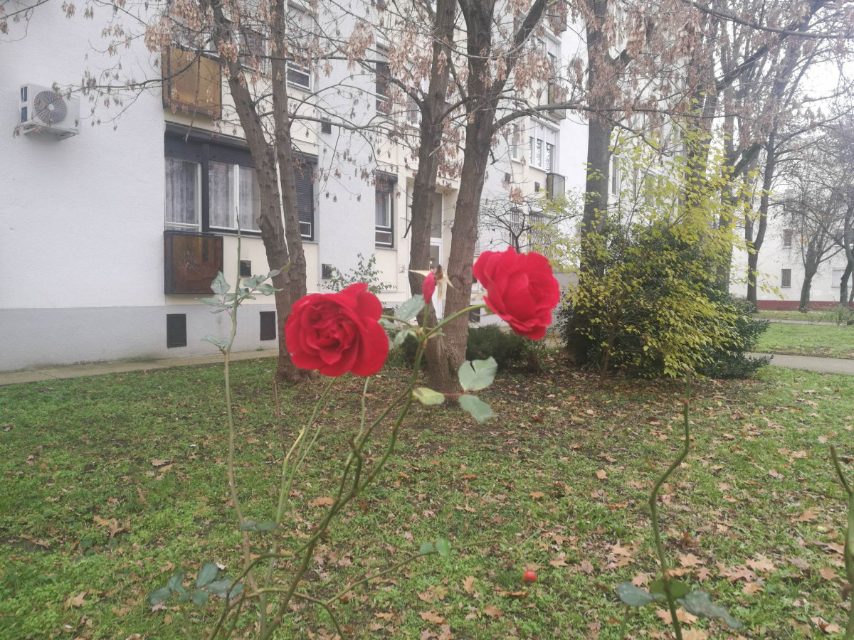 Nyílik a rózsa Debrecenben az Egyetem sugárúton