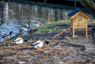 Vadkacsák (Anas platyrhynchos) a réceháznál a madár-lakópark sétánynál a debreceni Nagyerdőn