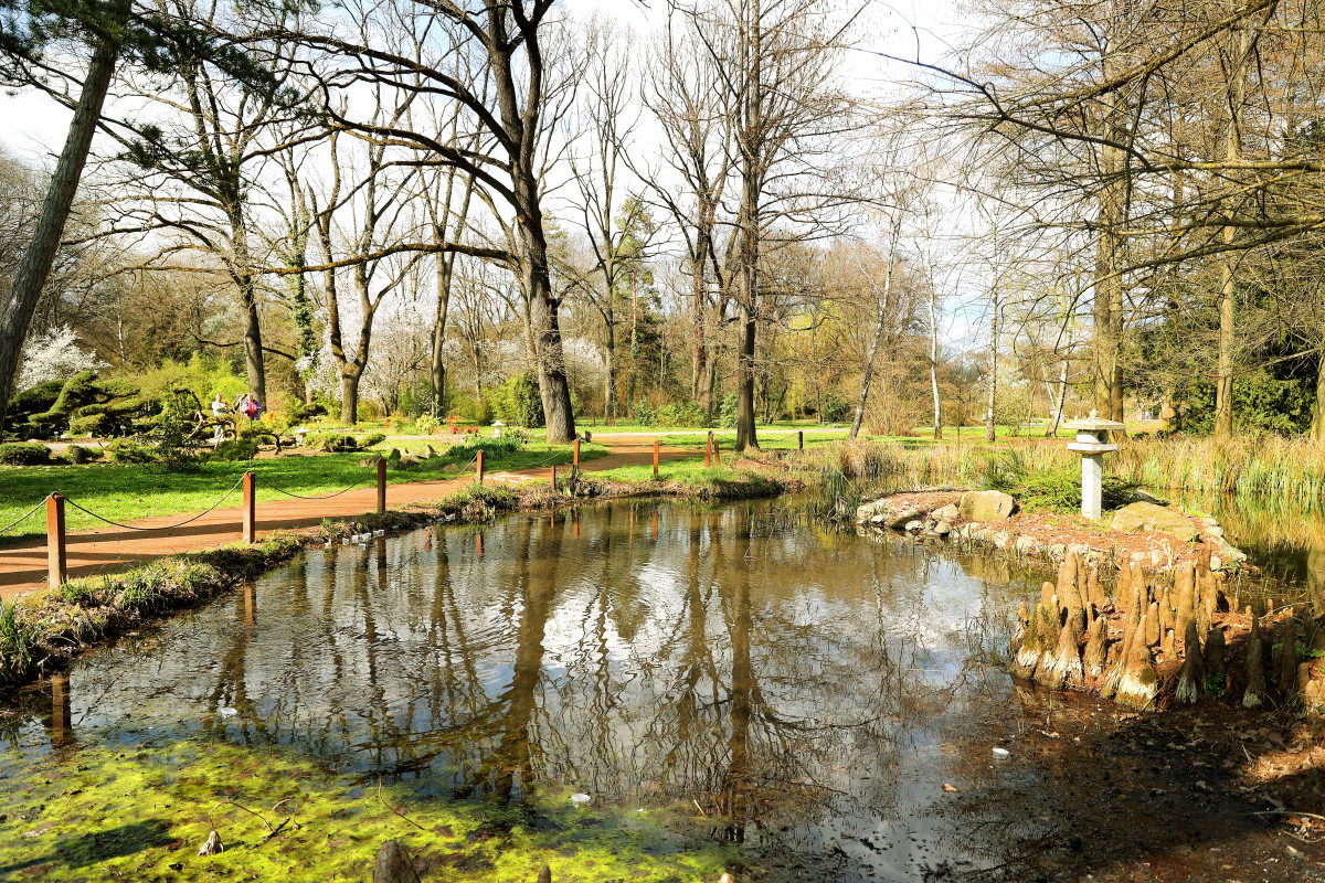 Szeged, Füvészkert, tavasz, virág, növény, fa, természet, kirándulás, turizmus