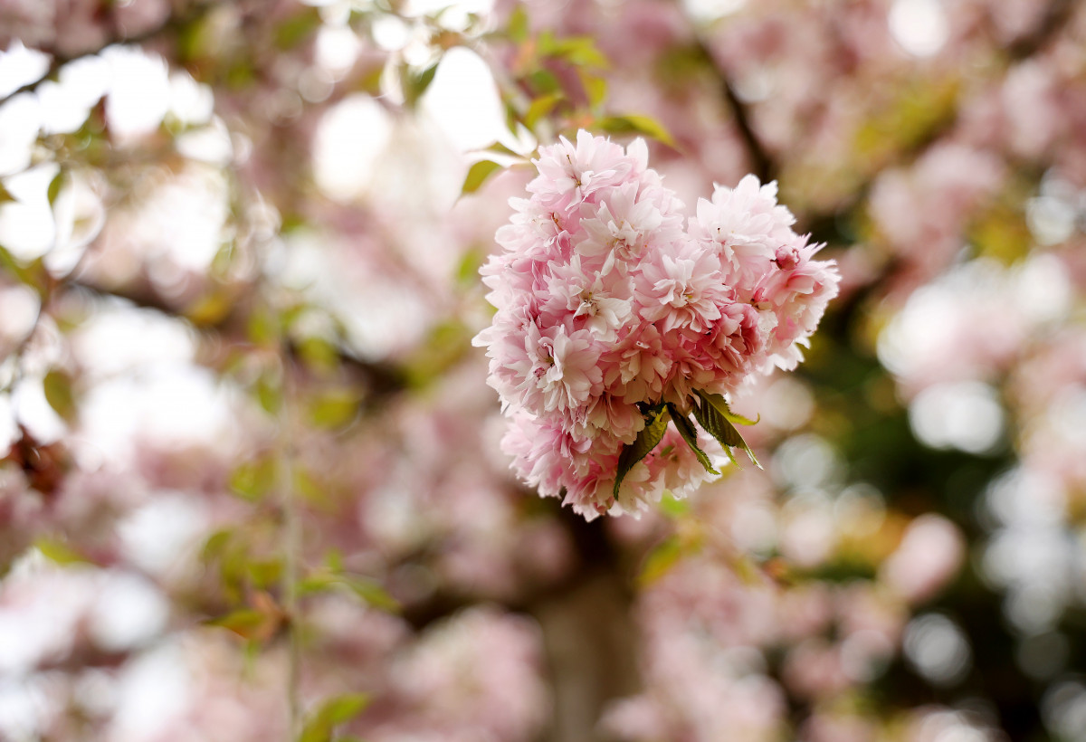 Szeged, cseresznyefa virágzás, Füvészkert, Japánkert, Hanami, természet, tavasz, turizmus