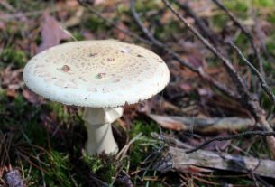 Amanita phalloides Gyilkos galóca