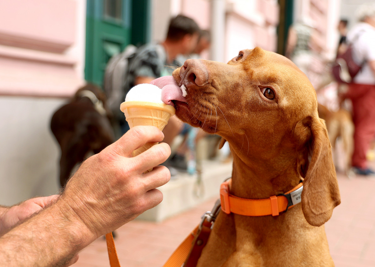 Szeged, Vizslakalandorok, vizsla, kutya, találkozó, fagyi, fagylalt