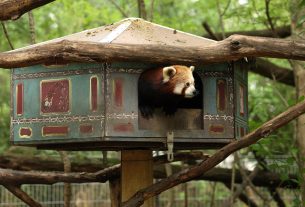 Szeged, vörös panda, állat, Vadaspark, turizmus