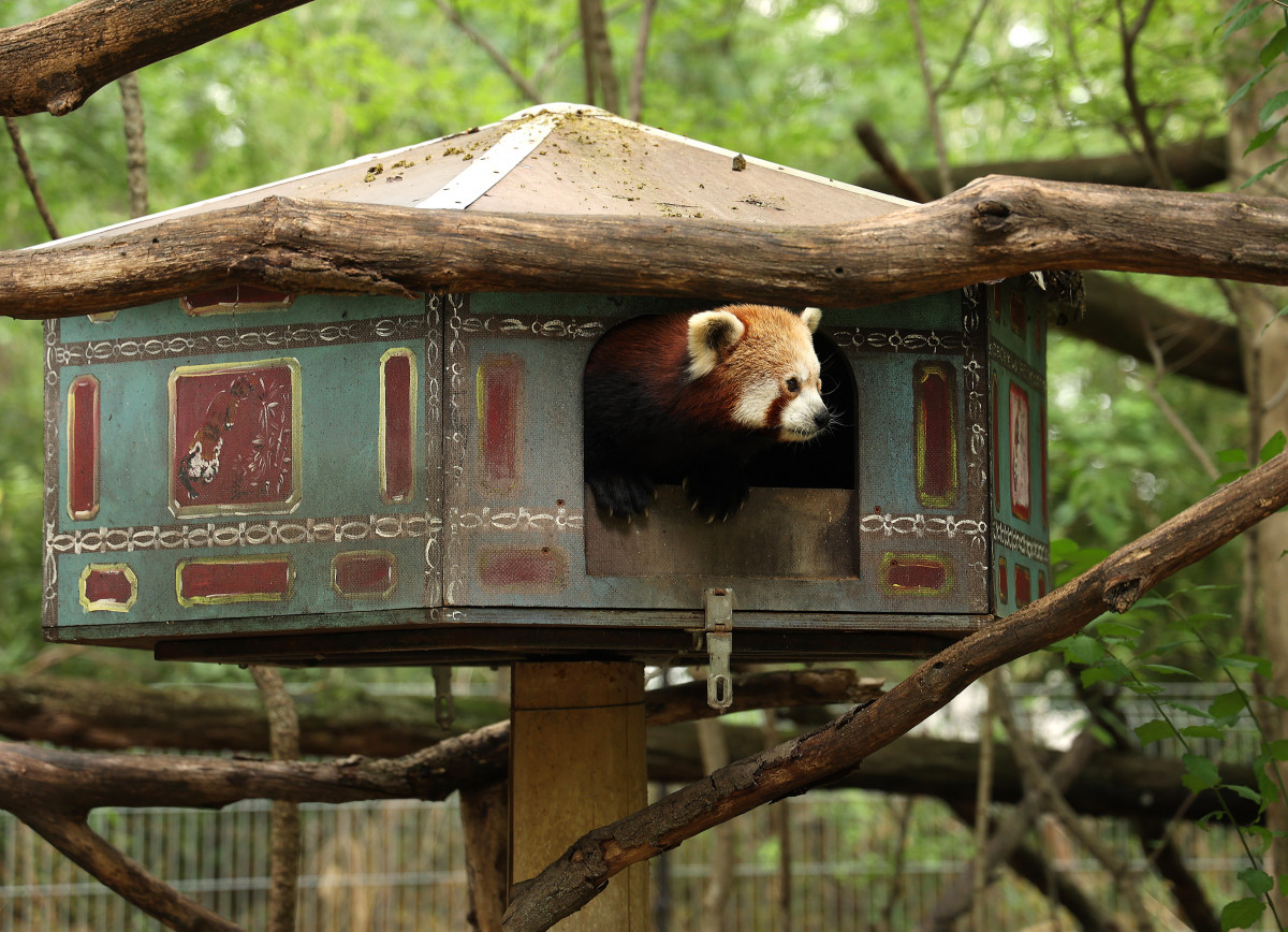 Szeged, vörös panda, állat, Vadaspark, turizmus