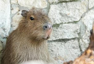 Kapibara a debreceni állatkertben