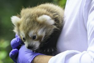 Vörös panda debreceni állatkert