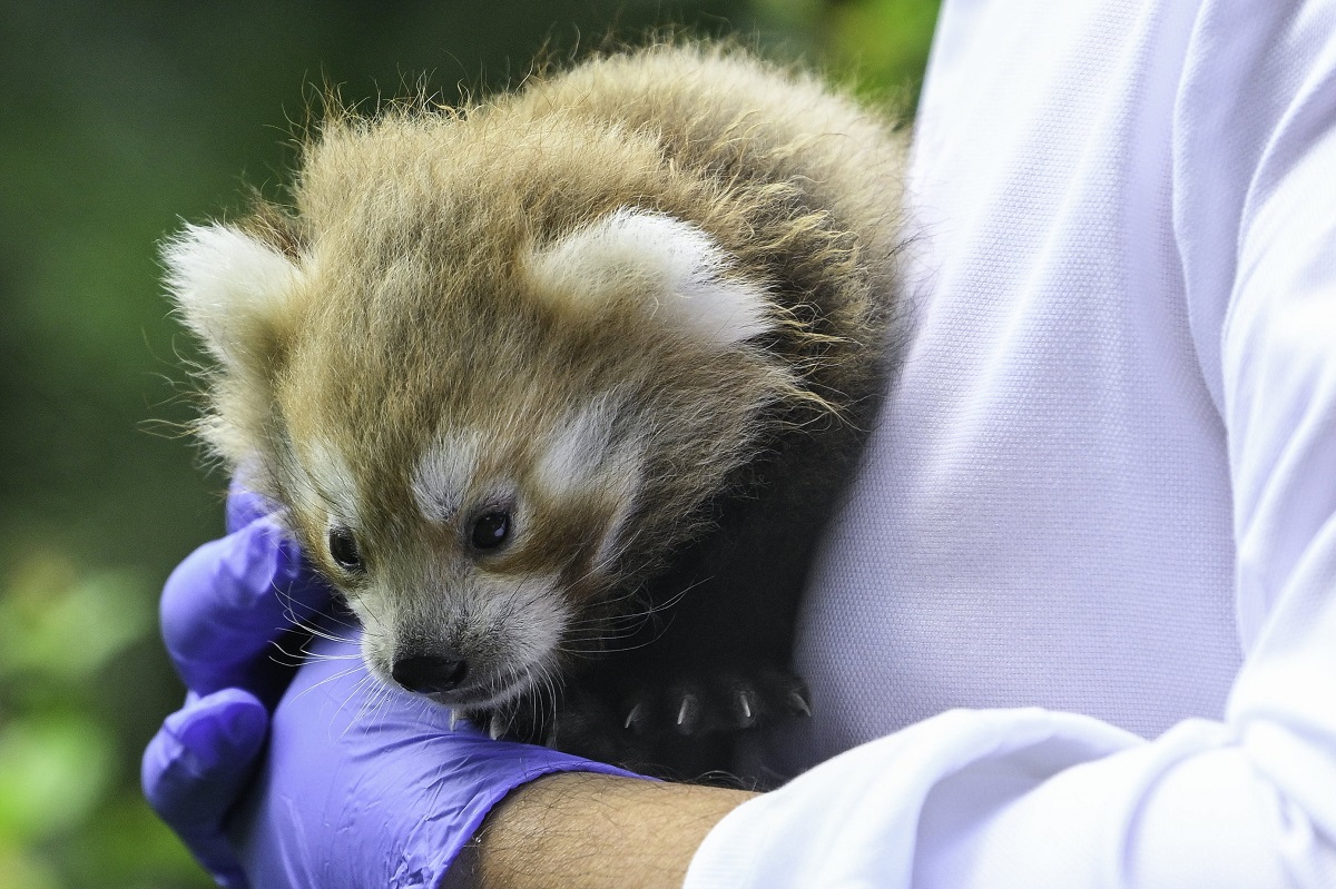 Vörös panda debreceni állatkert