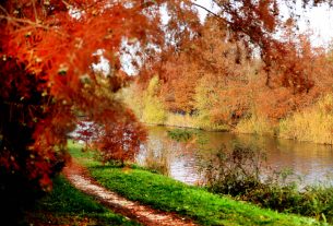 Szeged, ősz, Holt-Maros, időjárás, november, természet