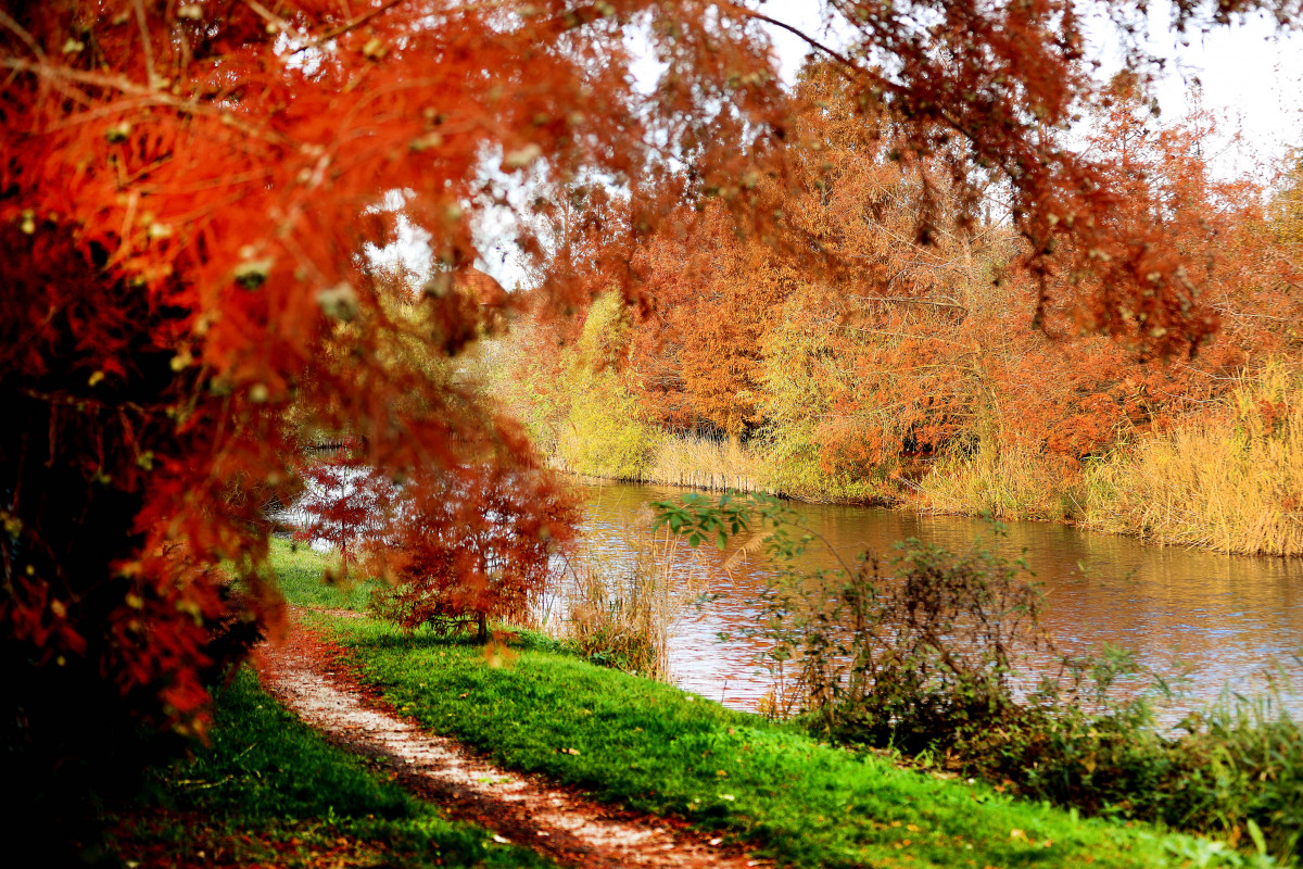 Szeged, ősz, Holt-Maros, időjárás, november, természet