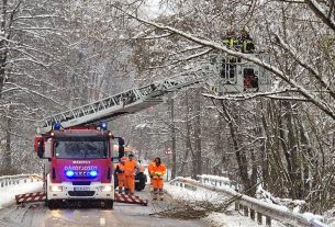 Tűzoltók kidőlt fa