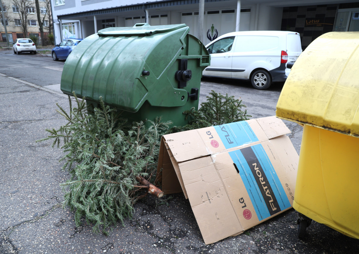 Szeged, kidobott fenyő, fenyőfa, Kemes utca, lakotelep