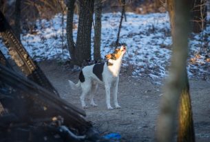 Lucky debreceni árva kutyus