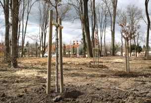 Szeged, újszeged, Kállay-liget fásítás, fa, telepítés, park