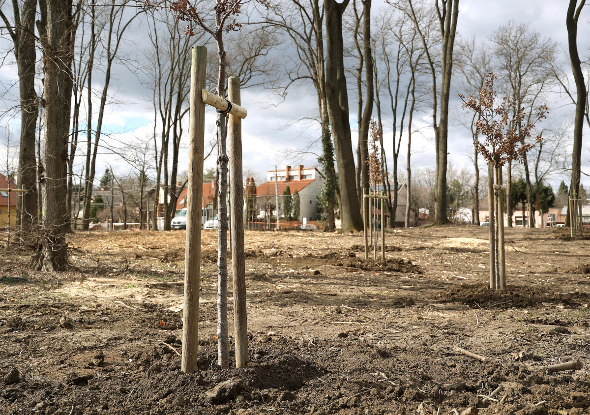 Szeged, újszeged, Kállay-liget fásítás, fa, telepítés, park