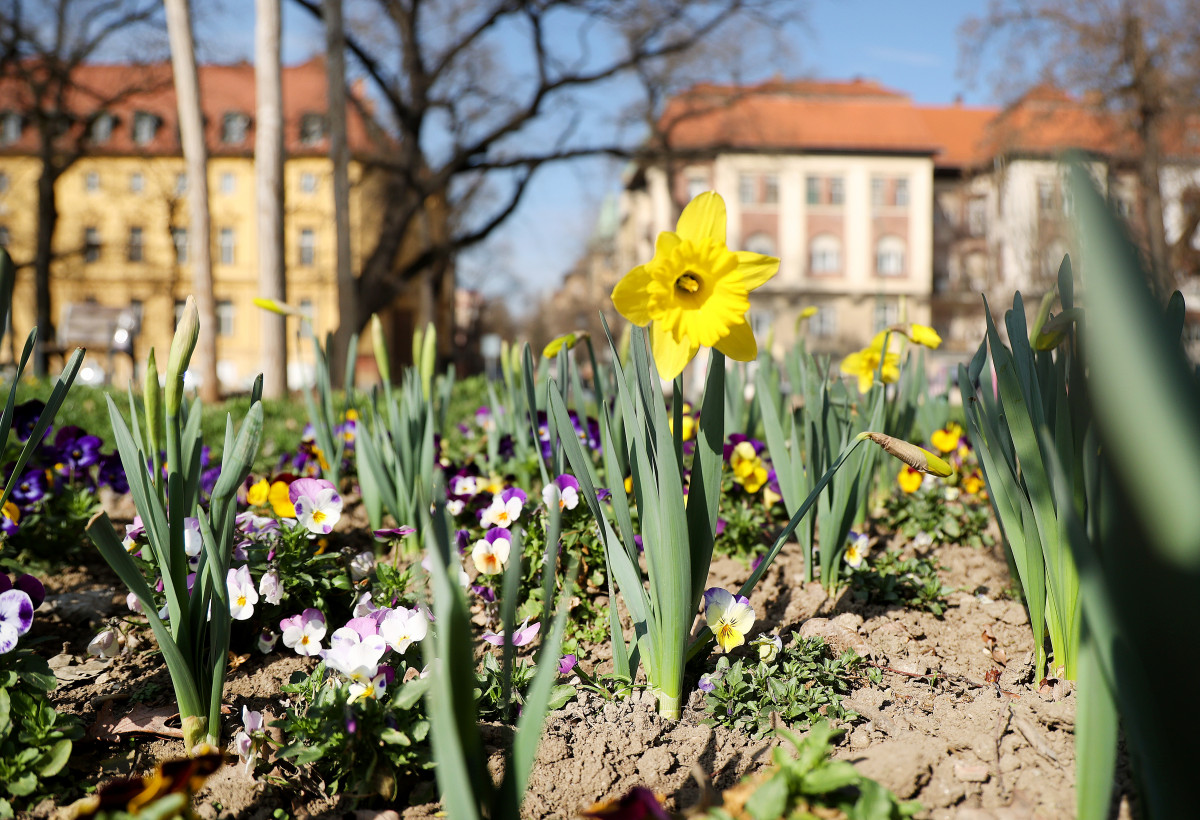 Szeged, tavasz, időjárás, február, természet, virágok, fák, bokrok, hóvirág, ibolya, aranyeső