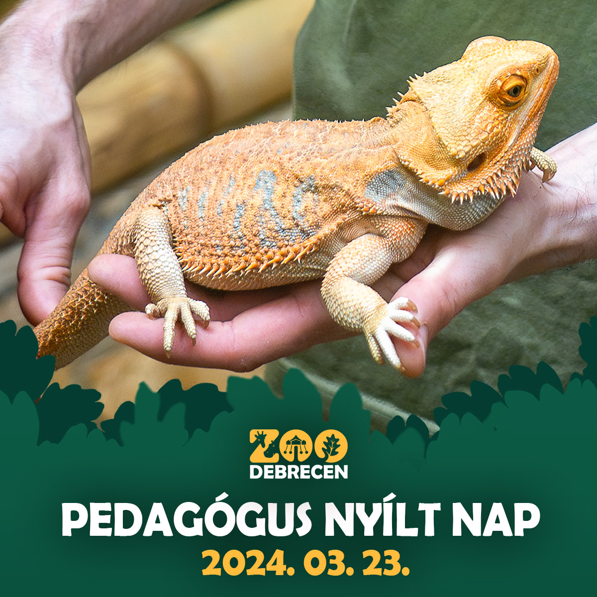 Pedagógus nyílt nap debreceni állatkert