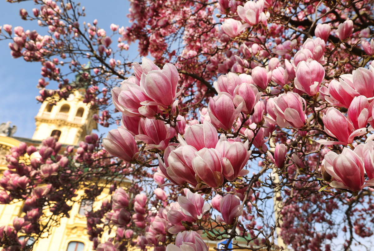 Szeged, virágzás, magnólia, Széchenyi tér, tavasz, időjárás