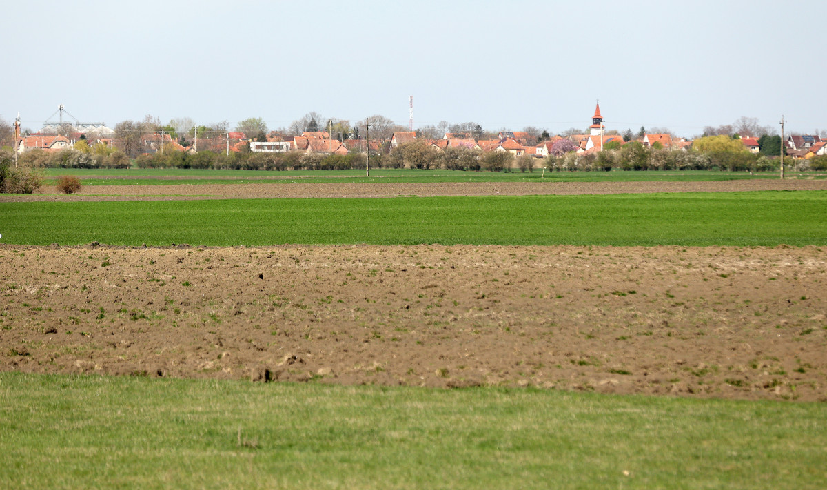 Szeged, szántóföld, Röszke, föld, mezőgazdaság