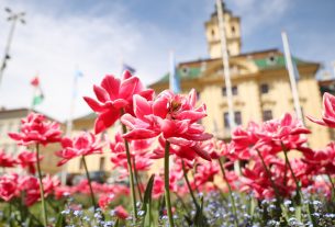 Szeged, tulipán, virág, tavasz, időjárás, Széchenyi tér