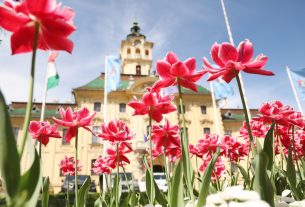 Szeged, tulipán, virág, tavasz, időjárás, Széchenyi tér