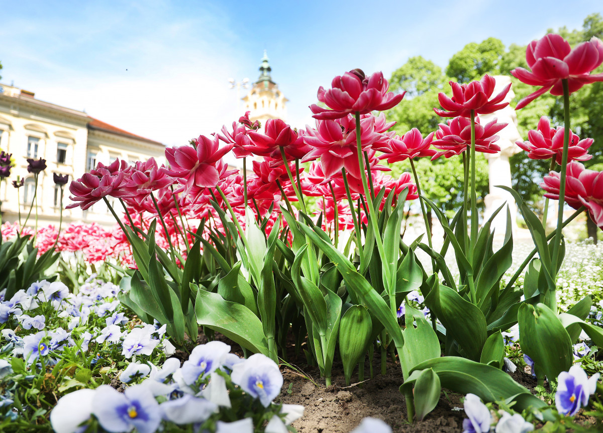 Szeged, tulipán, virág, tavasz, időjárás, Széchenyi tér