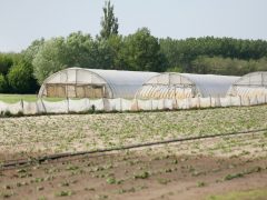 Mórahalom, aszály, szárazság, időjárás, Alföld, Homokhátság, vetés, mezőgazdaság, termesztés, öntözés, föld