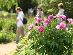 Szeged, Hanami, cseresznyevirágzás, rendezvény, Füvészkert, SZTE, természet, virág, kirándulás