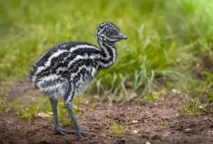 Emu a debreceni állatkertben