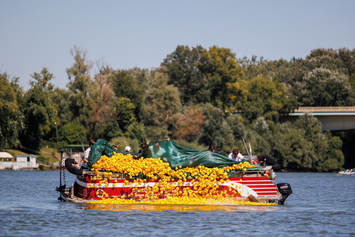 Jótékonyság. Gumikacsa. Tisza. Szeged.